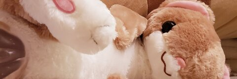 Header of plush_shibe