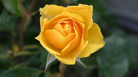 Header of sweet-texas-rose